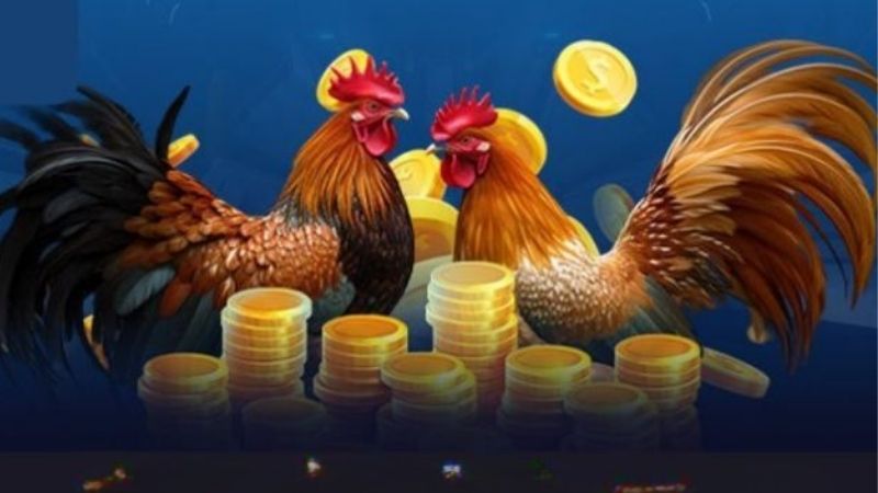 Đá Gà Kubet: Cách Chơi, Tích Vé Và Nhận Thưởng Cho Newbie