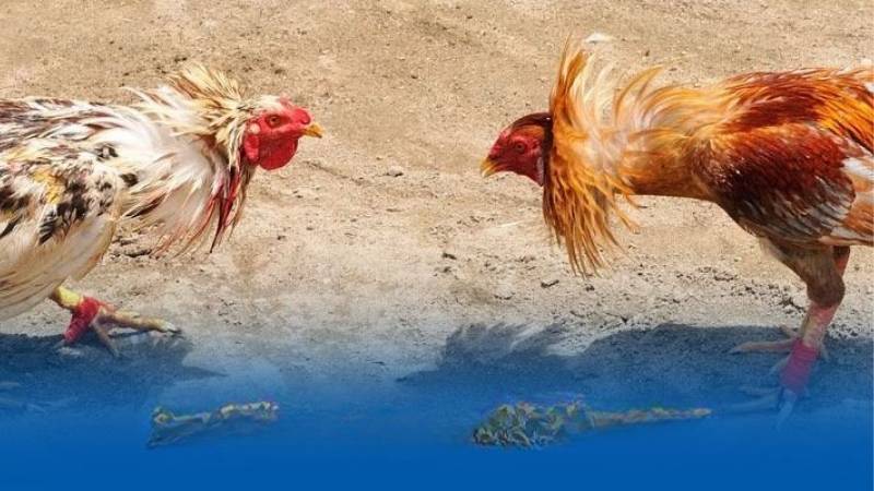 Đá Gà Kubet: Cách Chơi, Tích Vé Và Nhận Thưởng Cho Newbie