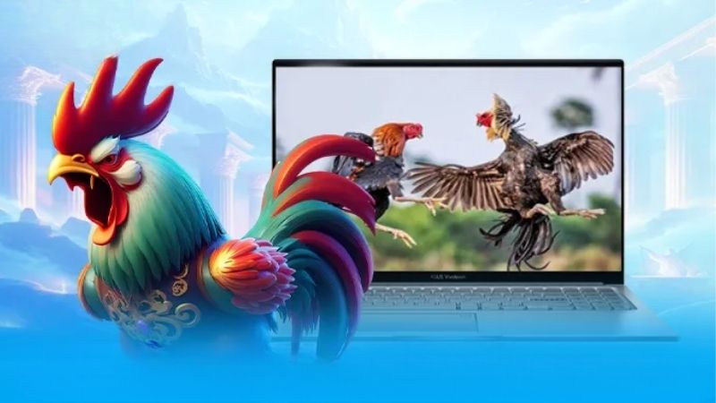 Đá Gà Kubet: Cách Chơi, Tích Vé Và Nhận Thưởng Cho Newbie